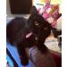 Pet Show Pink Crown Birthday Party Hat for Girls - Cat Kitten Headband with 0-9 Figures - Grooming Accessories Pack of 1 - Buy Online on GoSupps.com