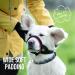 Gentle Muzzle Guard for Dogs - Prevents Biting and Unwanted Chewing Safely New Secure Comfort Fit - Soft Neoprene Padding No More Chafing Included Training Guide Helps Build Bonds with Pet (L Pink) - Buy Online on GoSupps.com