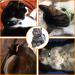 Cat Collars with Bell | Breakaway & Reflective Nylon Collars for Cats and Puppies in Red, Green, Orange, and Sky Blue - Buy Online on GoSupps.com