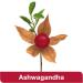 Buy vigoLoges Ashwagandha Plus - 60 Capsules | Premium Food Supplement for Stress Relief & Wellbeing - Buy Online on GoSupps.com