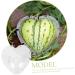 OSALADI Plant Plastic Fruit Clear Fruit Yard Fruit Fruit Forming Heart-Shaped Pumpkin - Buy Online on GoSupps.com