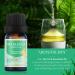 Tea Tree Essential Oil Blend - Skin Safe Multipurpose Aromatherapy Oil for Body Care Massage & Hair Care - 0.34 Fl Oz - Buy Online on GoSupps.com