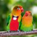 IPLUSMILE Parrot Flight Suit & Diaper - Breathable Bird Clothing for Nymphensittich & Small Pets - Buy Online on GoSupps.com