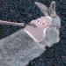 Shop Lumenty Adjustable Leash & Harness for Rabbits - 1.20m Breathable West Design for Small Pets | Ideal for Dwarf Rabbits & Cats - Buy Online on GoSupps.com