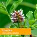 Organic Licorice Liquid Extract for Endocrine System Support - 1oz | Herb Pharm DLIC01 - Buy Online on GoSupps.com
