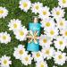 TOUS Happy EDT 90 mL - Buy Online on GoSupps.com