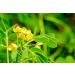 Natural Cassia Obovata Hair Conditioner - 300g Pack - Shine & Scalp Care - Buy Online on GoSupps.com