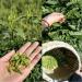 Huoshan Huangya 50g New tea leaves Loose tea Yuqian Yellow Tea high mountain Spring tea - Buy Online on GoSupps.com