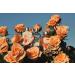 L'Occitane Rose Hand Cream 2.6 Oz | Shea Butter Enriched | Nourishing & Protective - Buy Online on GoSupps.com