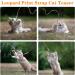 Molain Cat Bar Rainbow Toy - 5 Interactive Rainbow Wands for Kittens & Cats Training (30cm Leopard Pattern) - Engage Your Feline Friend! - Buy Online on GoSupps.com