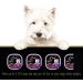 CESAR CLASSICS Filet Mignon Wet Dog Food 3.5 oz, Pack of 24 - Buy Online on GoSupps.com