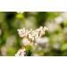 Buckwheat Kasha 3 Pounds - Non-GMO Verified Grechka Toasted Whole Groats - Kosher - Rich in Fiber, Copper, Manganese, Magnesium - Sirtfood - Bulk Packaging - Buy Online on GoSupps.com