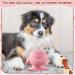 Puppy Milk Feeder Bowl 240ml with 4 Teats | Silicone Puppy Bottles for Nursing Multiple Puppies | Dog Kitten Nursing Set with Nipples - Pink - Buy Online on GoSupps.com