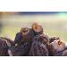 Morel Mushrooms Popular Choice CAPS (2-6 cm) - no Tails - Hand Picked Sun-Dried (30 gr) 30.0 grams - Buy Online on GoSupps.com