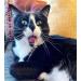 Meowijuana King Size Silvervine Sticks Bundle - Natural Matatabi Chew for Cats | High Potency Cat Treat | Dental Health | Catnip Alternative - Buy Online on GoSupps.com