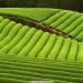 250 g de th vert Xinyang Maojian Th Mao Jian chinois aromatique - Buy Online on GoSupps.com