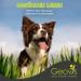 Geovis MSM Powder for Animals 500g - Organic Sulfur for Horses Dogs & Cats - 99.9% Pure Methyl Sulfonylmethane for Joints Muscles & Fur - Buy Online on GoSupps.com