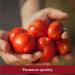 Muir Glen Organic Whole Peeled Tomatoes 14.5 oz - Pack of 12 | Buy Online at Our Store - Buy Online on GoSupps.com