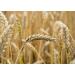 Organic Italian Steel Cut Farro  1.5 Pounds  Non-GMO  Cracked Pearled Wheat Grain  Non-Irradiated  Vegan  Bulk. Easy to Cook. Rich in Fiber  Protein. Perfect for Cereal  Porridge  Soups  Salads - Buy Online on GoSupps.com
