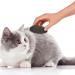 UNVOJL 2 Pieces Pet Grooming Stone Stripping Tools Pet Hair Removal Stone for Long Haired Dog - Buy Online on GoSupps.com