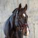 Sunride English combined bridle Hawaii with reins made of soft real leather colored adjustable and anatomical (pony black/red) pony black/red
