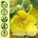 Nature's Answer Mullein-X Cough Syrup | 4 oz | Immune Support & Relaxation | Soothes Cough & Clears Mucus | Non-GMO & Gluten-Free - Buy Online on GoSupps.com