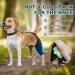 Dog Knee Brace for Torn Hind Leg or Back Leg Adjustable Pet Dog Rear Leg Bracer Support for Joint Pain Muscle Sore Knee Cap Dislocation Black for Injury Arthritis ACL Pain Relief(XX-Large) - Buy Online on GoSupps.com