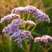 Bulgaria Organic Valerian Essential Oil 5ml | for Sleep, Relaxation & Stress Relief | Therapeutic Grade Aromatherapy Oil - Buy Online on GoSupps.com