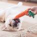 Amzeeniu 16 Pcs Dog Toys Set - Durable Rope Balls & Chew Toys for Small/Medium Dogs | Interactive Training & Teeth Cleaning - Buy Online on GoSupps.com