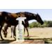 Biolopur Mane Spray & Coat Care - 500ml Ready-to-Use Horse Coat Shine Spray | International Shipping Available - Buy Online on GoSupps.com