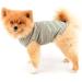 Paidful British Dog Shirt - Soft Cotton Striped T-Shirt for Puppies & Cats | Summer Vest for Chihuahua & Yorkie | M Size Green - Buy Online on GoSupps.com