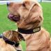 Tagme Personalized Leather Dog Collar - Engraved Name & Phone Number for Small Dogs - 1 Pack (Brown) - Buy Online on GoSupps.com