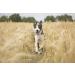 Buy Horse-Direkt Pure Salmon Oil for Dogs Cats & Horses | Omega-3 Rich BARF Oil 1L - Buy Online on GoSupps.com