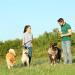 Stylish Adjustable Nylon Dog Leash for Large Dogs | Double Reinforced with Brown Leather Elements Perfect for Medium & Large Breeds - Buy Online on GoSupps.com