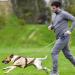 Buy Etechydra Retractable Dog Leash - Durable Anti-Bite Steel Chain 5m Nylon Strap for Medium to Large Dogs - Blue - Buy Online on GoSupps.com