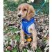 Bunty Medium Dog Harness & Puppy Harness - Durable Lightweight Design Breathable Comfy Padded Reflective Trim - Anti Pull Dog Harness Medium Lead Attachment Easy Fit - Yellow Medium Yellow - Buy Online on GoSupps.com