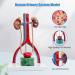 Life-Size Male Urinary System Anatomy Model - Detailed Bladder Kidneys Ureters & Adrenal Glands with Manual | Ideal for Medical Education & Study - Buy Online on GoSupps.com
