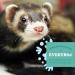0XB0W Animal Health Essentials Ferret Food - 4 lb (2 Pack - 8 pounds Total) - Buy Online on GoSupps.com