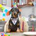 Kuoser Dog Tuxedo Outfit - Formal Wedding Tie & Neckerchief for Large & Medium Dogs - Adjustable Pet Bandana - Buy Online on GoSupps.com
