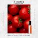 DEMETER Tomato Roll On Perfume Oil 0.33 Oz Long-Lasting - Buy Online on GoSupps.com