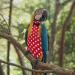 Buy MipCase Vogel 2-St Parrot Diaper & Clothing Accessories | Windula Nymphatic Bird Gear for Home Birds - Premium Cotton Belt - Buy Online on GoSupps.com