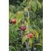 SELVATICA Camu Camu Infusions Blend | 24 Tea Bags in Metal Box (Pack of 2) - Buy Online on GoSupps.com