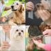 Zimingu Stainless Steel Pet Grooming Comb | Professional Shedding Tool for Cats & Dogs - Perfect for Poodles - Buy Online on GoSupps.com