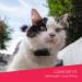 UBEE CAT GPS Tracker for cats Lightest UK tracker (23g) Unlimited Range Free & Shareable App UK Support - Buy Online on GoSupps.com