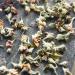 Tisane chinoise Fleur de jasmin Th Nouveau th parfum Soins de sant Fleurs Th Vert Alimentaire Vert (500.00) 500.0 Grammes - Buy Online on GoSupps.com