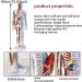 Muscle Anatomical Male Model Semi-musculoskeletal+Nerve Distributed 361 Acupoints+48 External Acupoints (23.6 Inches High) with Acupuncture Point Book+Acupuncture Chart+Base A - Buy Online on GoSupps.com