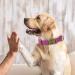 Didog Adjustable Soft Leather Dog Collar for Medium & Small Dogs - Durable & Stylish Purple Collar with Quick Lock Metal Buckle (13-21 Inch Neck) - Buy Online on GoSupps.com