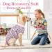 Kuoser Dog & Cat Recovery Bodysuit - Post-Op Surgery Wear Breathable & Anti-Lick Design for Male & Female Pets - Buy Online on GoSupps.com