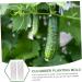 VANZACK Garden Fruit Mould 2pcs Vegetable Shaping Vegetables Flower Shaped Cucumber Molds Fruit Molds Modeling - Buy Online on GoSupps.com