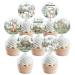 Let the Adventure Begin Baby Shower Decorations - 24pcs Woodland Creatures Cupcake Toppers Woodland Mountain Forest Jungle Safari Animal Cake Toppers for Our Greatest Adventure Party
